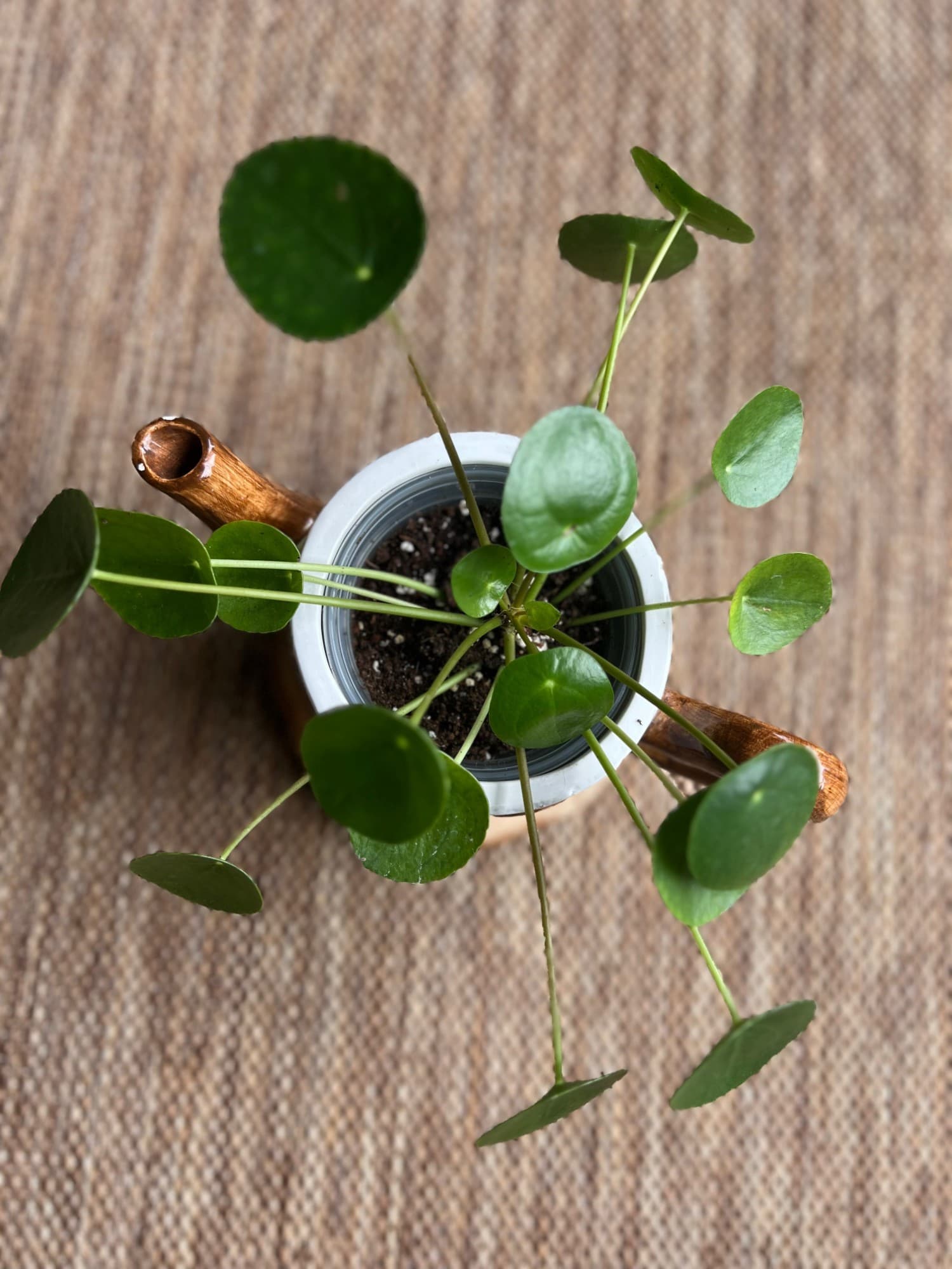 A pilea plant in a cottage-style teapot vessel on a wood round, top view