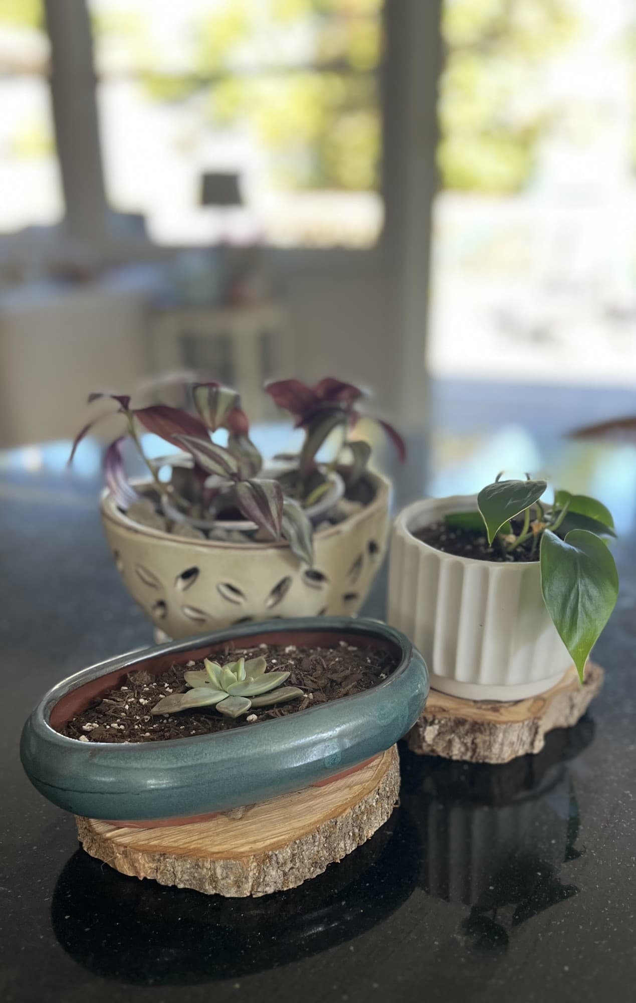 Three Vintage Vines planters with plants in window light