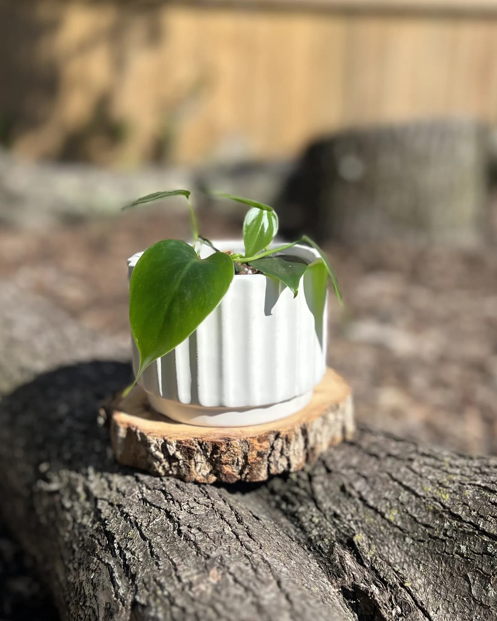 White ribbed planter with philodendron, Ribbed white planter with a philodendron. Trails as it grows: hard to kill, easy to love.