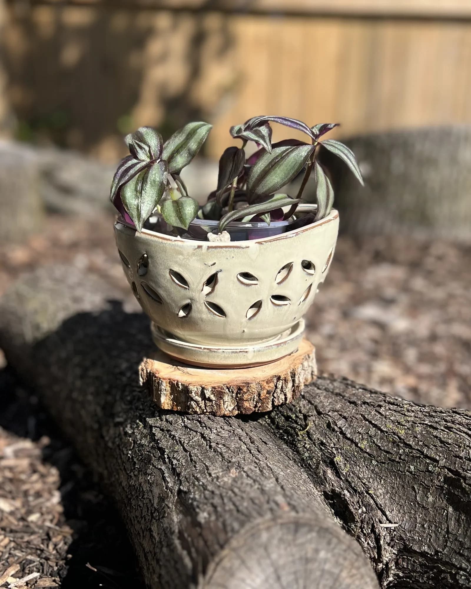 Pierced cream bowl with inch plant, Cream pierced bowl with inch plant and river rock on top. The purple stripes trail over the edge as it grows.