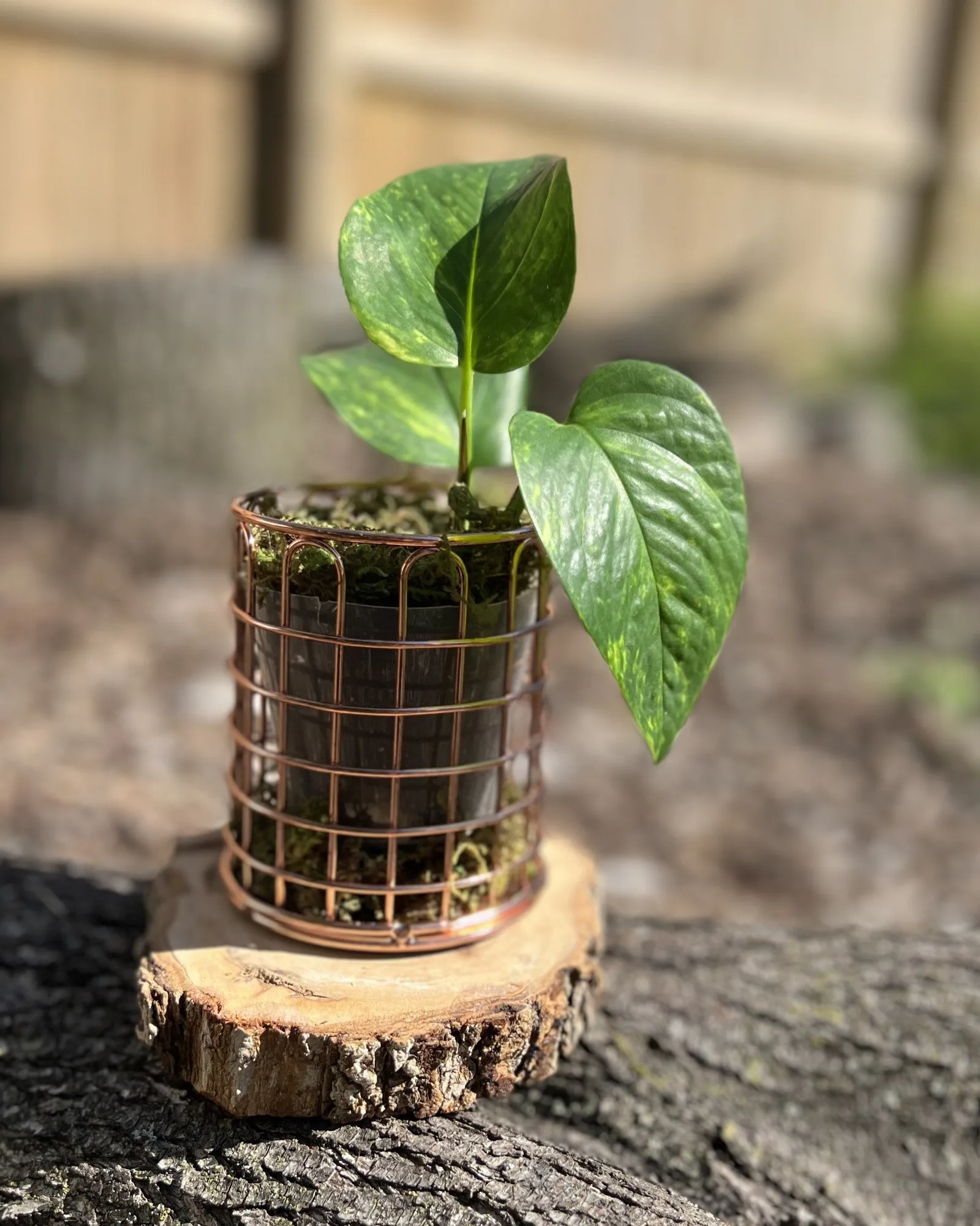 Copper wire planter with pothos, Copper wire planter with a pothos sandwiched in moss. Airy, industrial, climbs if you let it.