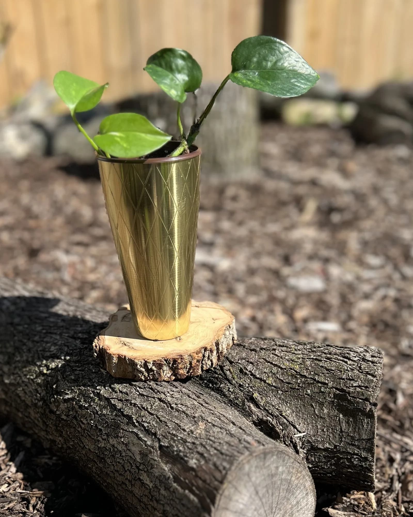 Brass tumbler with pothos, Vintage brass tumbler with a pothos cutting. Shines like a bar cart piece.