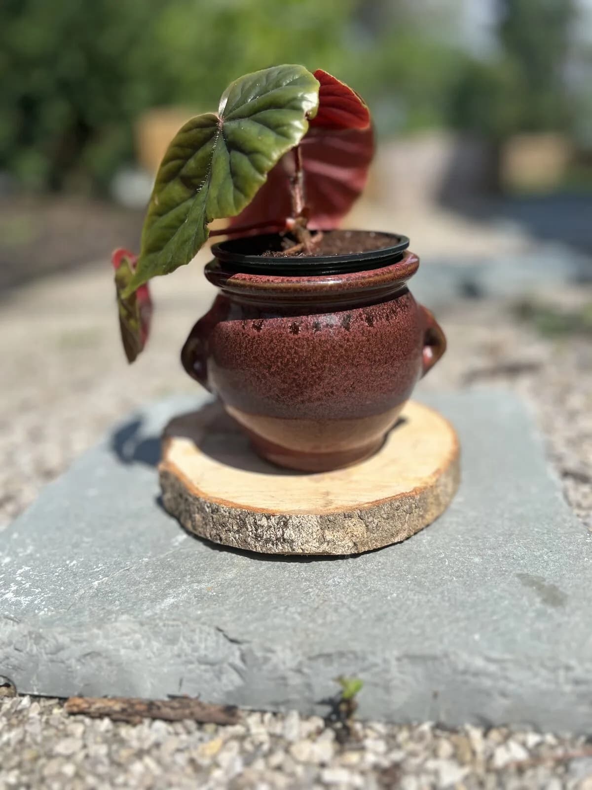 Oxblood bean pot with begonia, A deep red glazed vintage pot with little side handles, planted with a begonia whose leaves flash burgundy underneath.